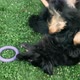 Dog Hovawart fooling around on the grass and Biting His Tail - VideoHive Item for Sale