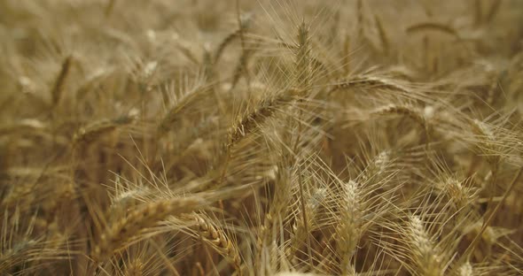 Dry Wheat Field