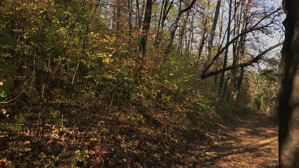 Forest trail on sunny day 3840X2160 UltraHD footage - Autumnal scenery of nature 2160p 30fps UHD vid