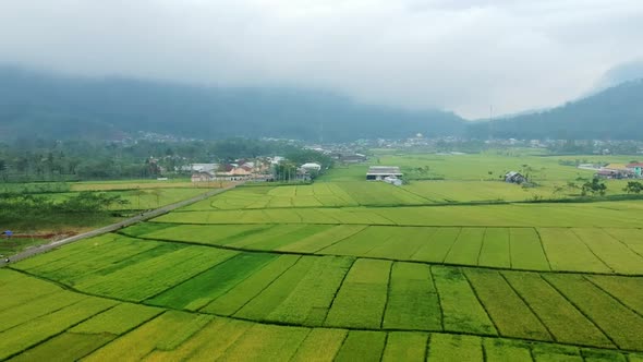 A stretch of rice fields between the mountains and the river