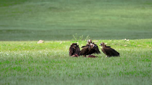 Wild Vulture Herd Eating a Dead Animal Carcass