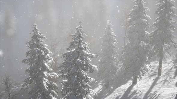 Misty Fog in Pine Forest on Mountain Slopes