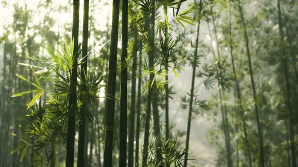 Green Bamboo Forest with Morning Sunlight