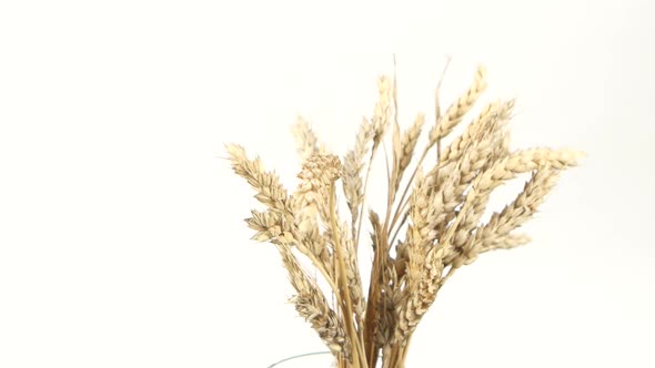 Ripe Ears of Wheat on White, Rotation