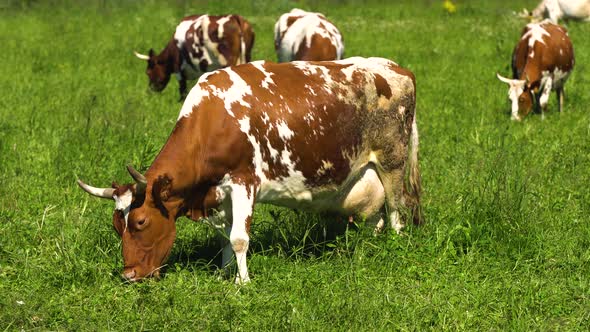 Cows Grazing on Pasture