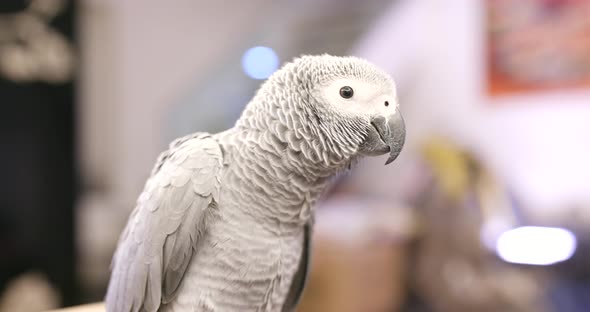 African grey parrot eating sunflower seed