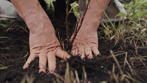 Tamping Soil