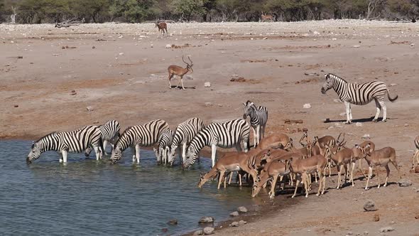 Zebras And Impala Antelopes Drinking Water - Etosha