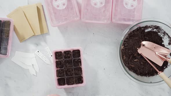 Flat lay. Planting seeds in seed propagator with soil.