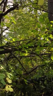 Vertical Video Autumn Forest with Trees By Day