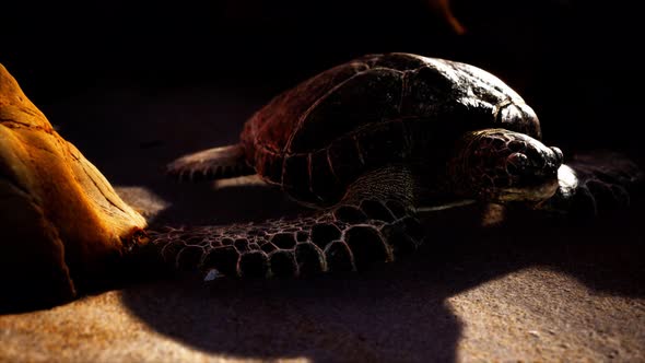 Sea Turtle at Beach Sand