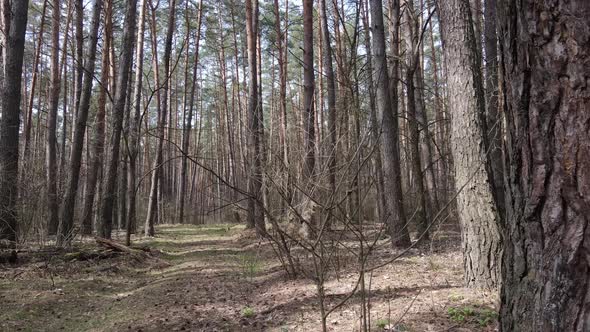 Trees in a Pine Forest During the Day Aerial View