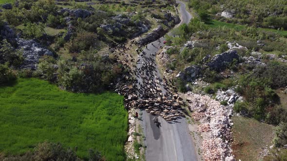 Shepherd Woman Controlling Goats Forest Road