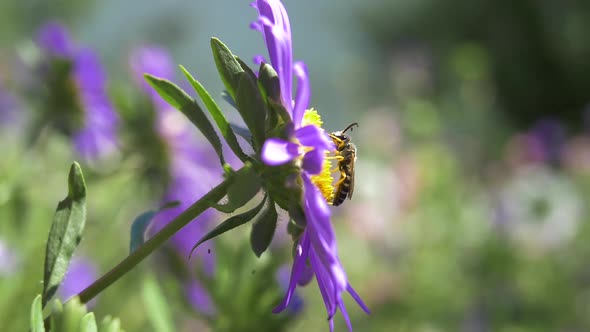 Wasp On A Purple Flower