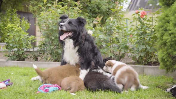 A Mother Dog Runs Away From Her Puppies They Scatter Around the Garden