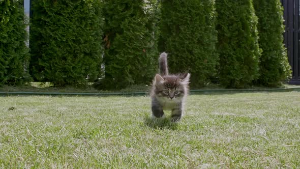 Little Grey Kitten Walks on the Grass Outdoors Towards in a Green Park