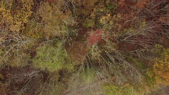 Aerial Top View of Autumn Trees in Forest Background Caucasus Russia