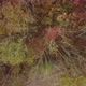 Aerial Top View of Autumn Trees in Forest Background Caucasus Russia - VideoHive Item for Sale