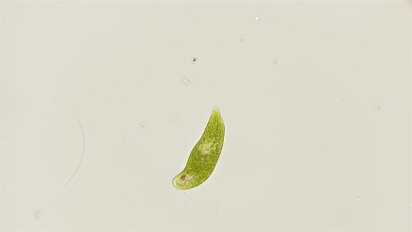 Movement of the Protozoa Euglena Viridis