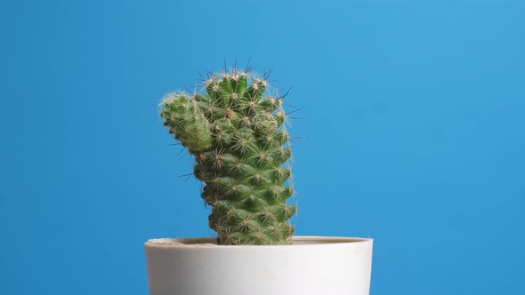 Mammillaria Spinosissima Plant Revolving Around Itself On The Blue Screen Background