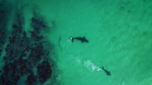 Whales swimming in clear shallows next to kelp forest, sandy bottom, drone riser