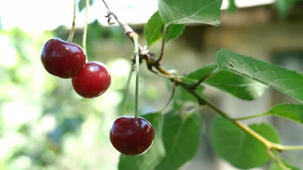 Several of Ripe Red Cherry Berries Hanging on Tree Branchs Swinging on Breeze in Summer Day.