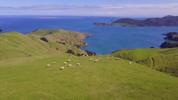 New Zealand sheep herd aerial