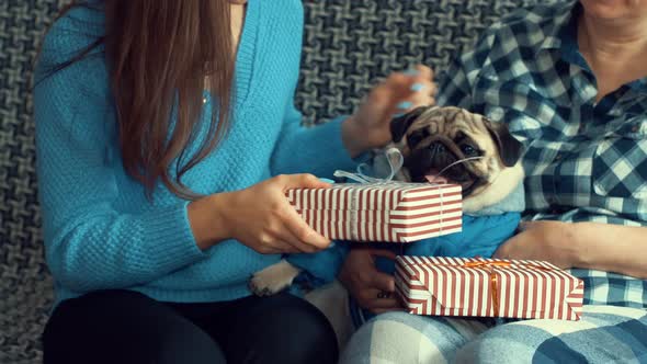 Girl or daughter gives the woman or mother presents and pug dog in the new year eve.