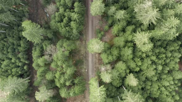 Green forest and country road aerial view