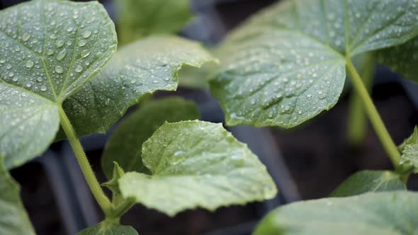 Growing Cucumbers Seedlings