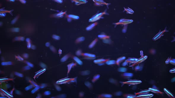 Diversity of Tropical Fluorescent Fishes in Exotic Decorative Aquarium. Seamless Looped Underwater