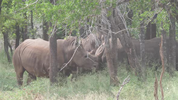 Group of Rhinos in The Forest