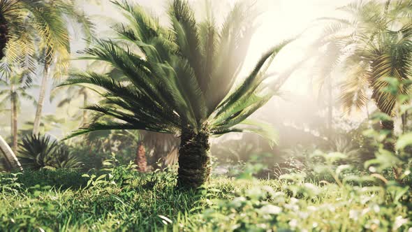 Misty Rainforest and Bright Sun Beams Through Trees Branches