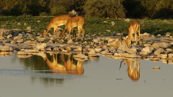 Impala Antelopes At A Waterhole