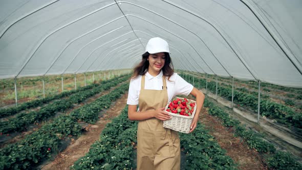 Young Woman Picking Ripe Strawberries