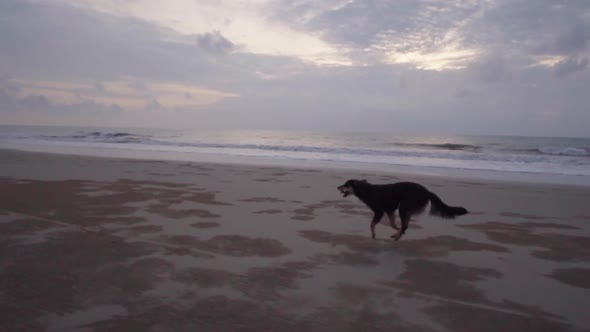 Slowmotion handheld shot of a happy dog running on the beach with a sunset in the background