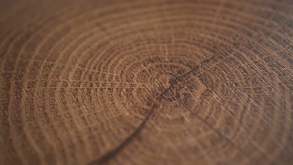 Rotation Wood Slice Background