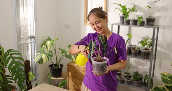 Happy Asian woman watering for house plant in pot. Home recreation activity.