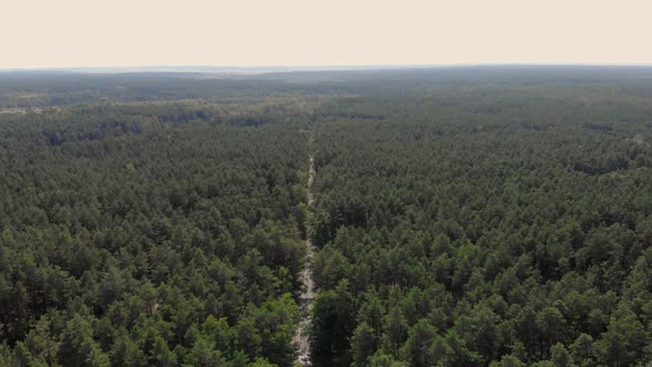 Lonely Forest Road