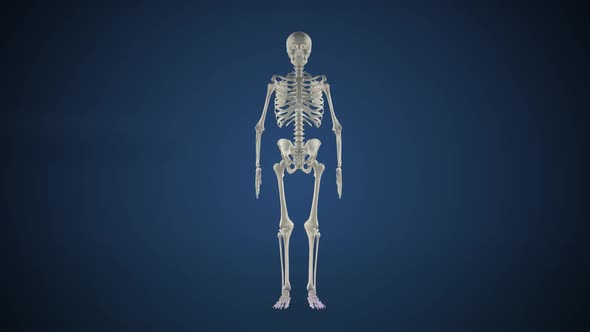 Skeleton