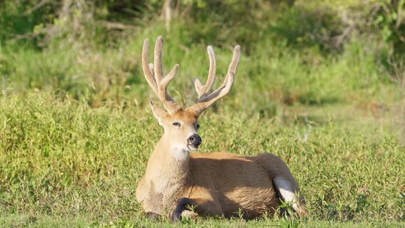 Peaceful marsh deer, blastocerus dichotomus with majestic antlers, lying down and taking an afternoo