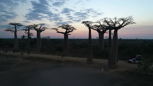 Avenue Of The Baobabs Morondava Madagascar 16