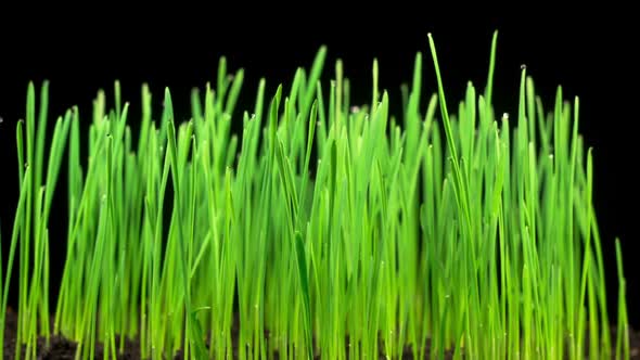 Fresh Green Grass Growing