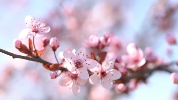 Branches of Cherry Blossoms