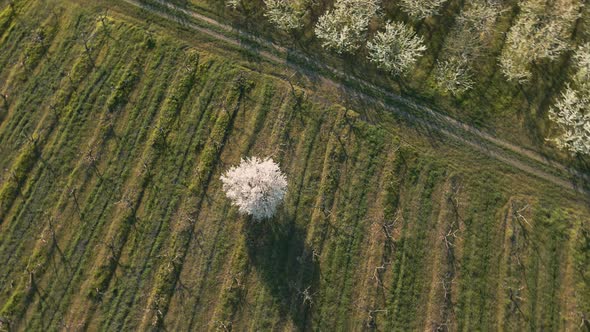 a Single Flowering Tree in the Agricultural Field