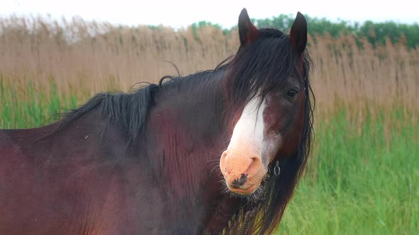 Portrait of beautiful and mighty dark bay male horse