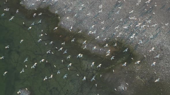 A Topdown Aerial View of a Flock of Seagulls Taking Off From the Beach Shores