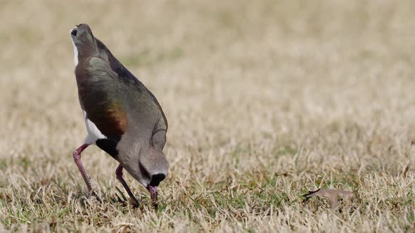 Hunting Souther Lapwing pecking worm from dry ground during sunlight,close up track shot - Vanellus