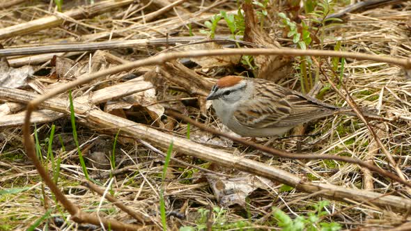 Chipping Sparrow looking for food on forest floor in close up static view