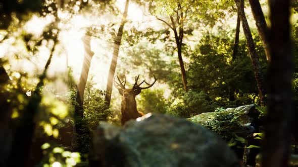 Red Deer Stag Forest